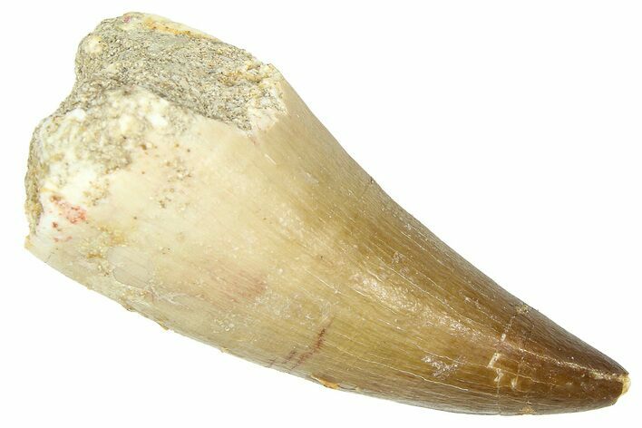 Fossil Prognathodontid Mosasaur Tooth - Morocco #374514